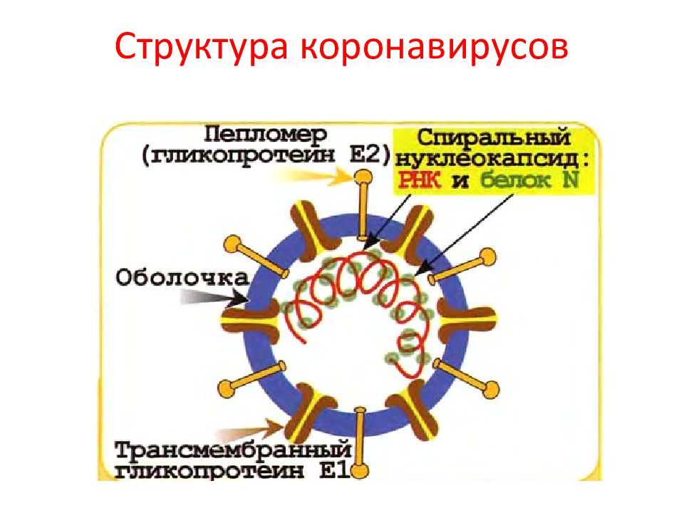 Что такое коронавирусы?