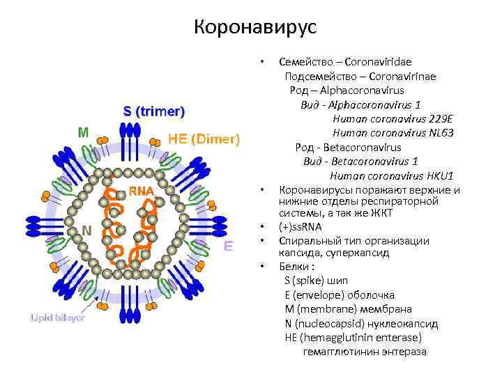  Памятка по профилактике гриппа и коронавирусной инфекции